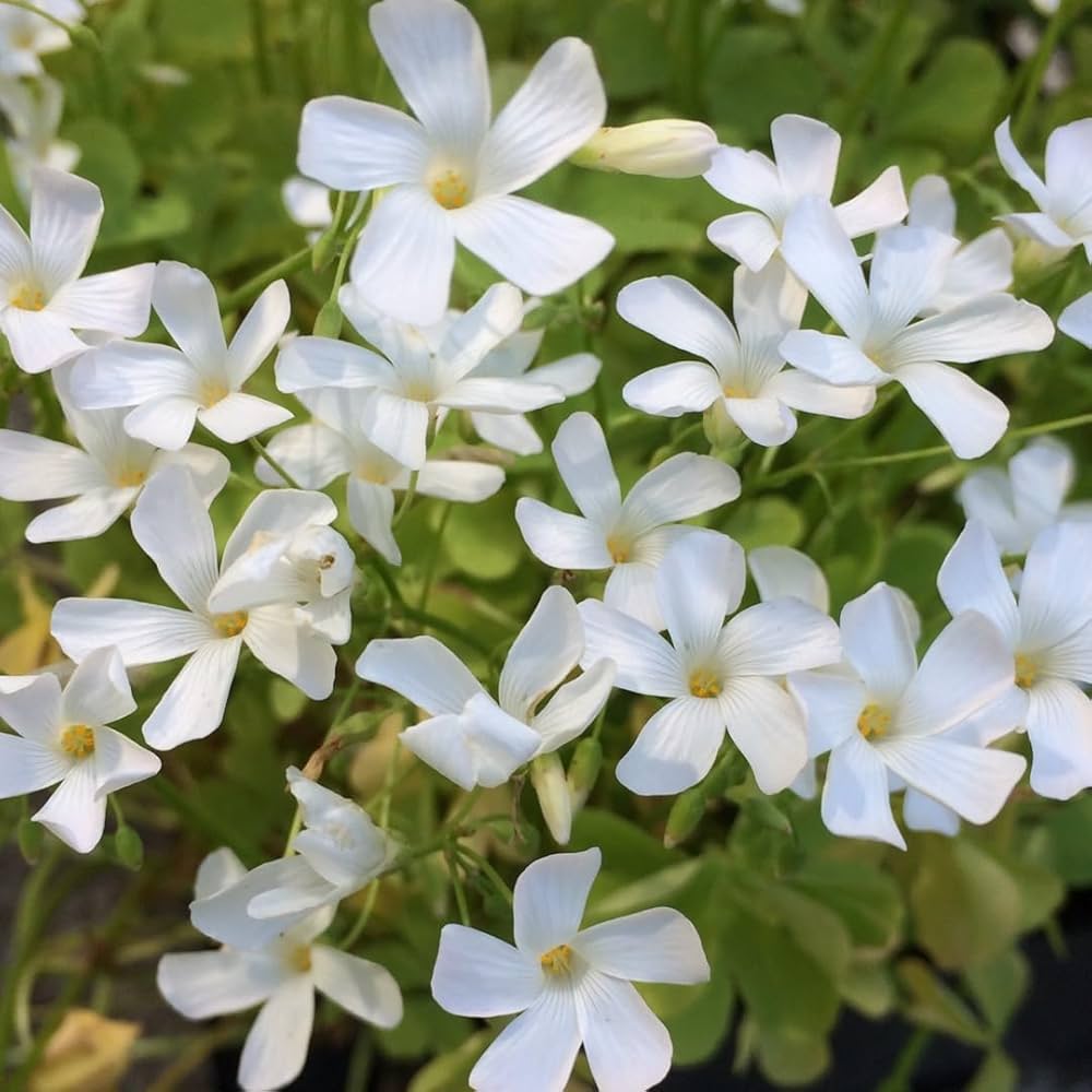white white flower seeds