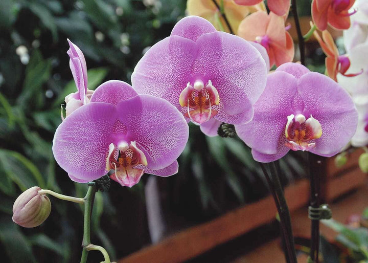 Lavender Phalaenopsis Orchid Flower Seeds for Planting - 100 pcs