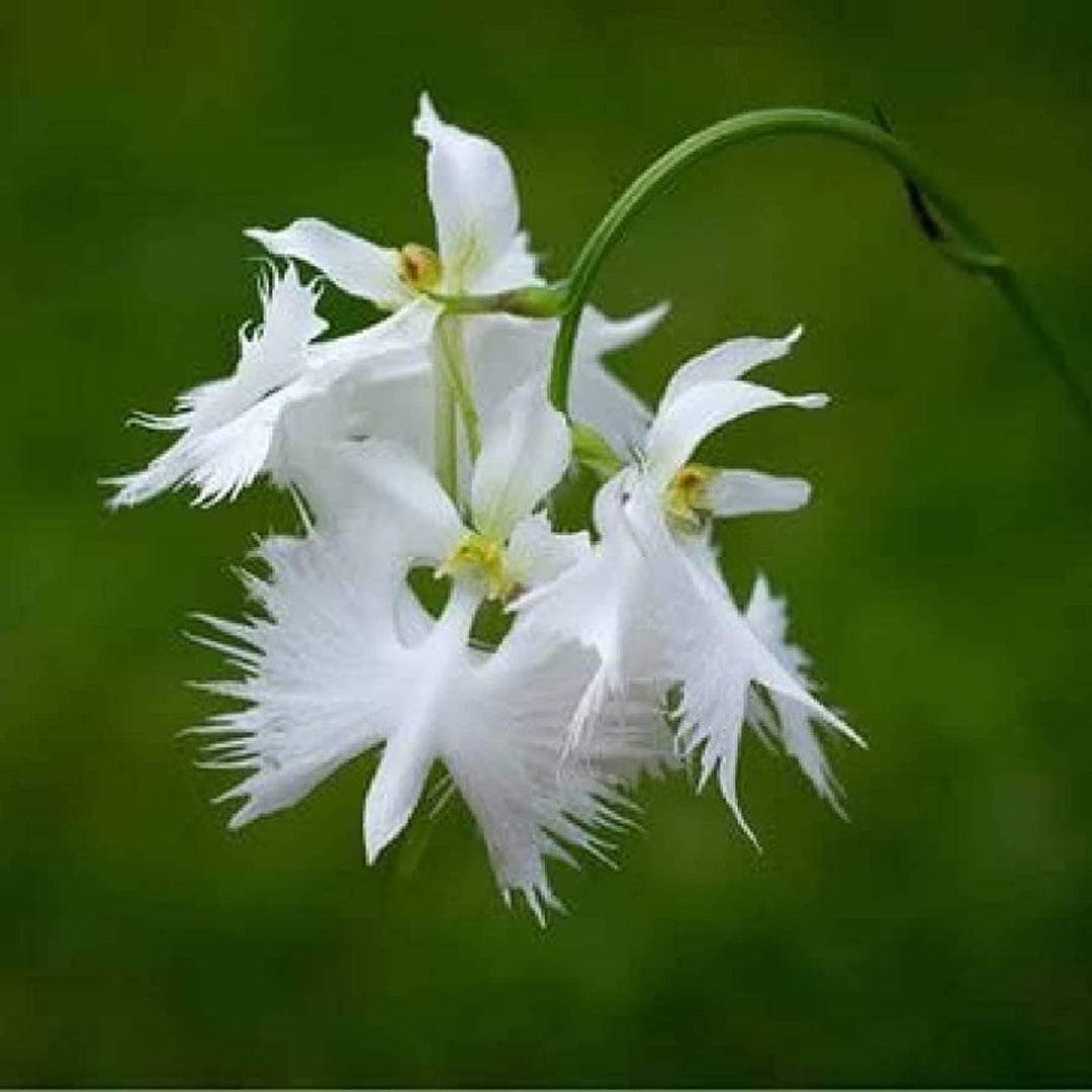 Egret Orkidé Blomsterfrø til udplantning - 100 stk