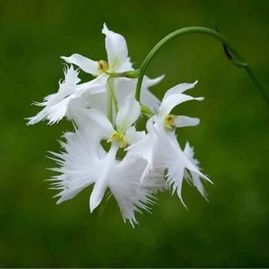 egret orchid flower seeds