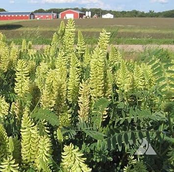 green light flower seeds