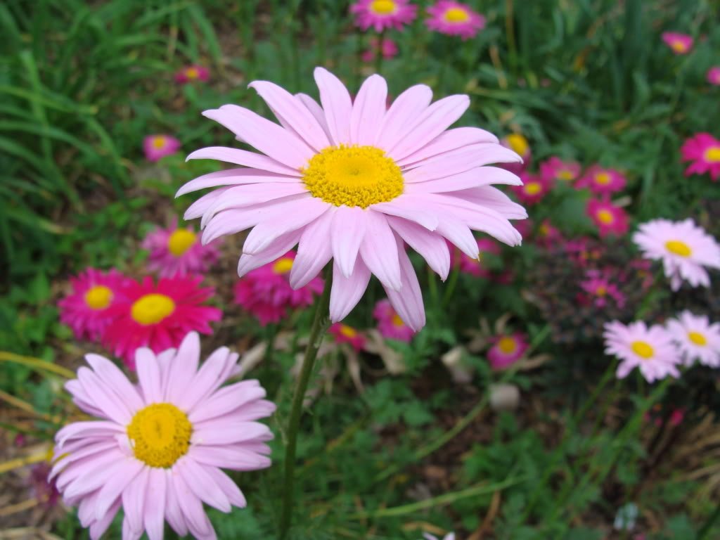 mixed colors flower seeds