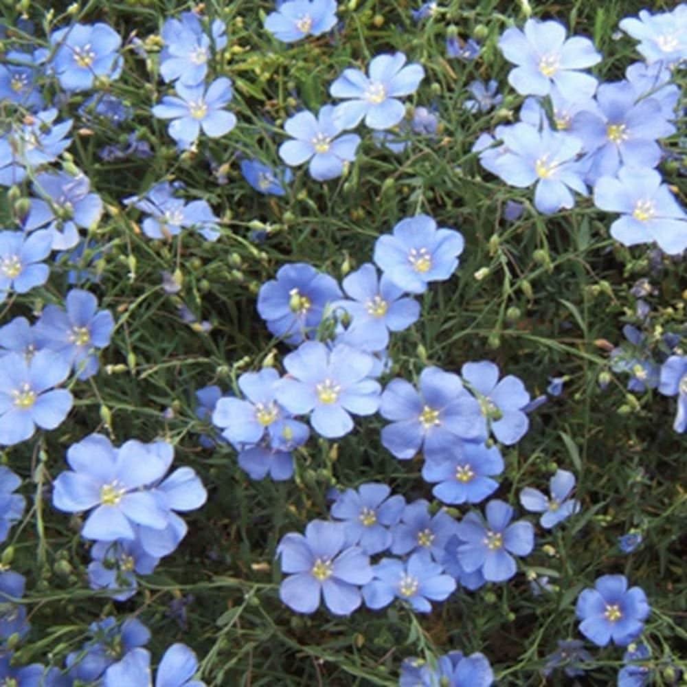 blue flax flower seeds