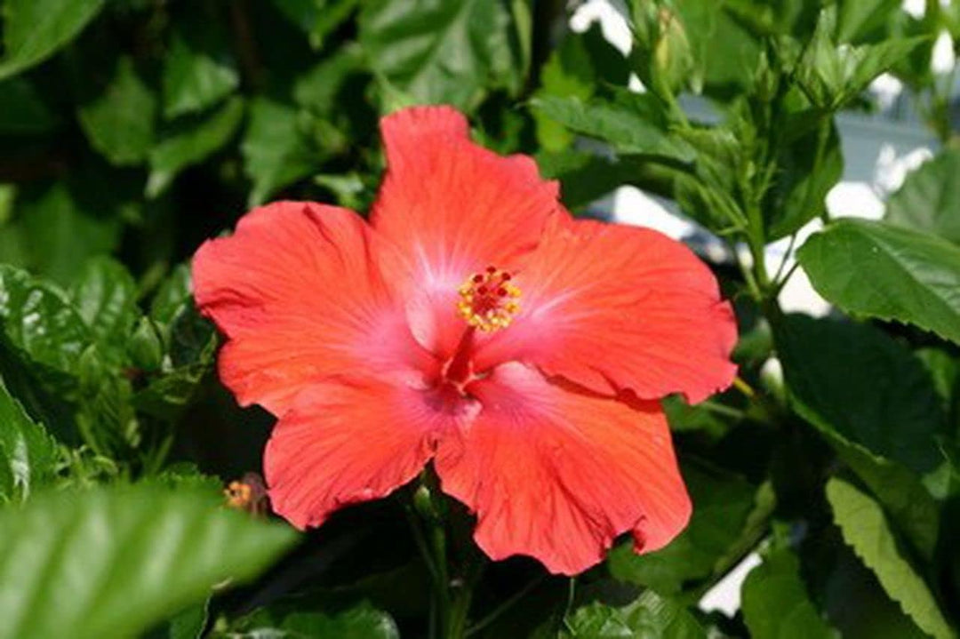 Flower Seeds, Seeds for Planting, Plant Seeds
