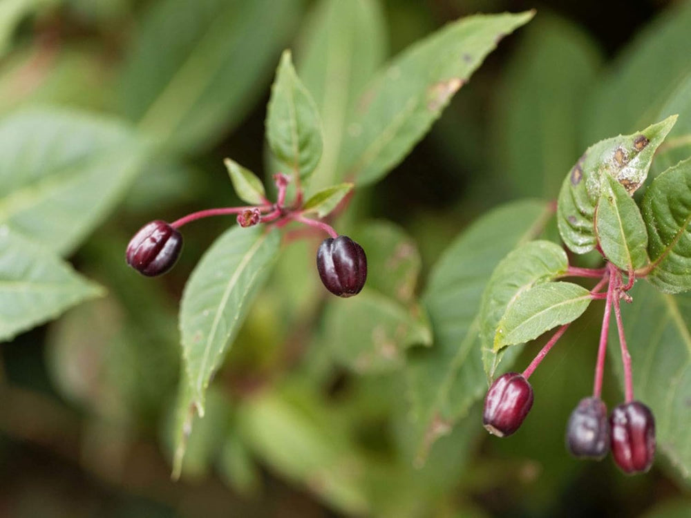 Flower Seeds, Seeds for Planting, Plant Seeds