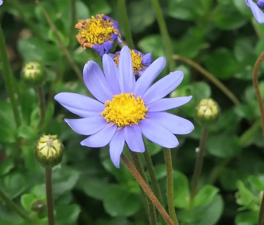 blue daisy flower seeds
