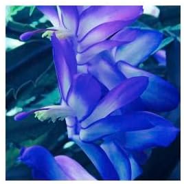 Flower Seeds, Seeds for Planting, Plant Seeds