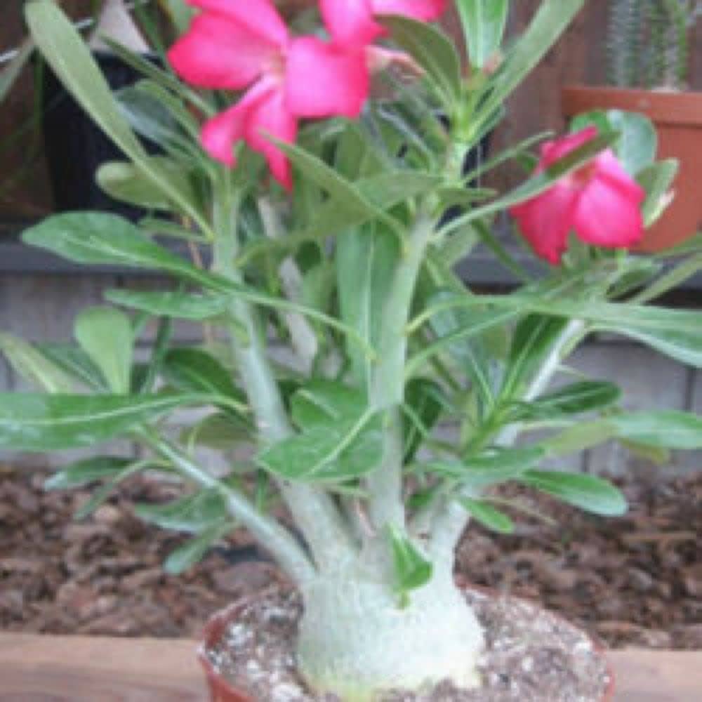 adenium obsum flower seeds