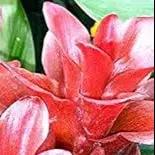 red curcuma flower seeds