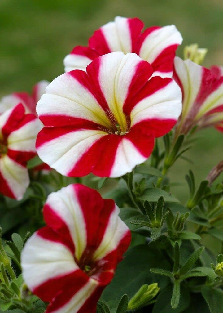 Flower Seeds, Seeds for Planting, Plant Seeds