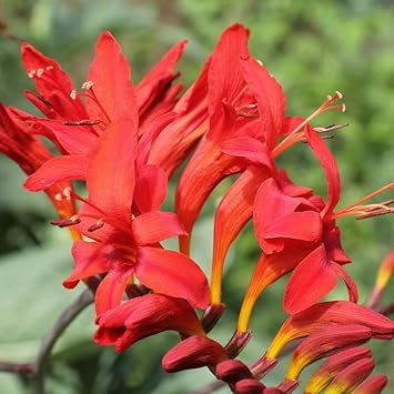 crocosmia lucifer flower seeds