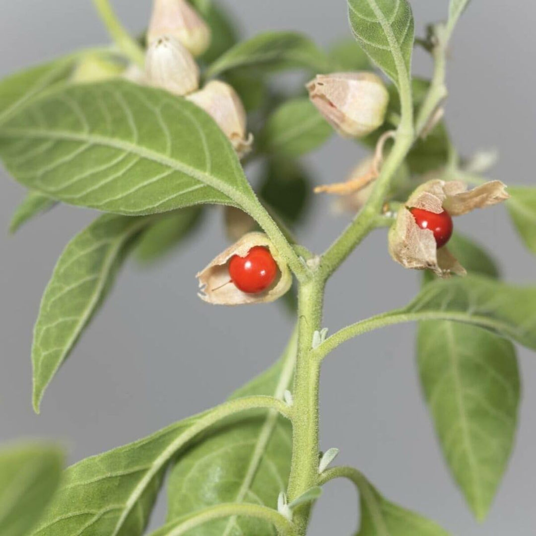 ashwagandha plant seeds Heirloom Non-GMO Ashwagandha Herb Seeds – Neeraseeds