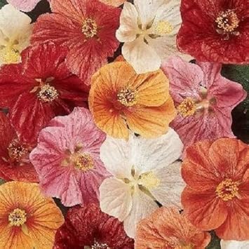 Flower Seeds, Seeds for Planting, Plant Seeds