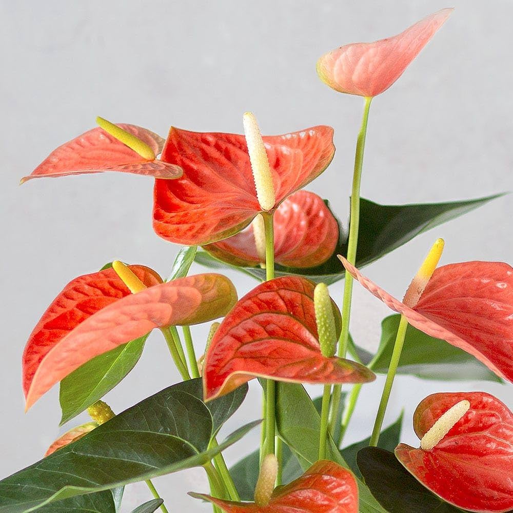 Anthurium Dark Orange Flower Seeds for Planting 100 pcs