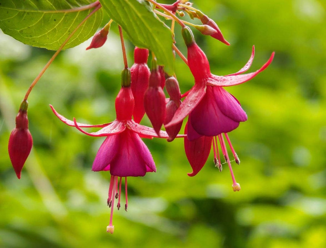 fuchsia seeds from plant Heirloom Non-GMO Red Pink Fuchsia Flower Seeds – High Germination Seeds for Planting