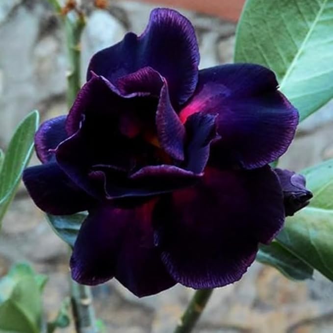 Adenium Flower Seeds Purple for Planting 100 pcs