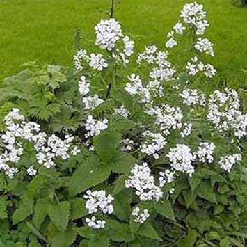 Flower Seeds, Seeds for Planting, Plant Seeds