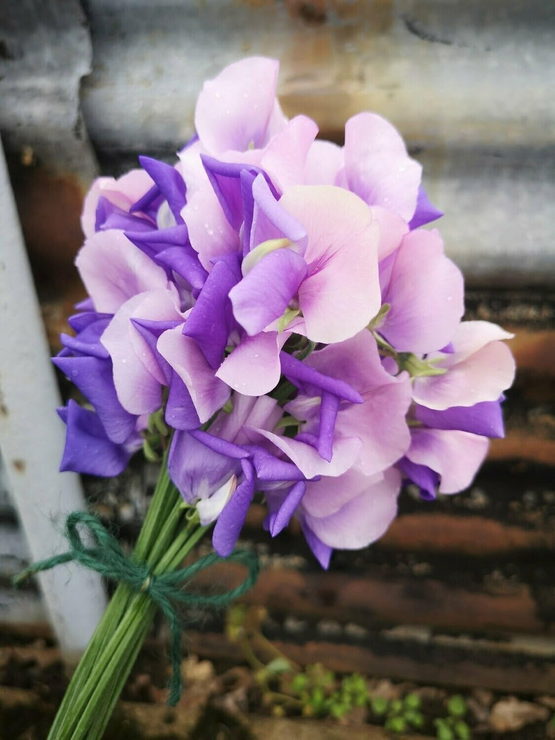 Flower Seeds, Seeds for Planting, Plant Seeds