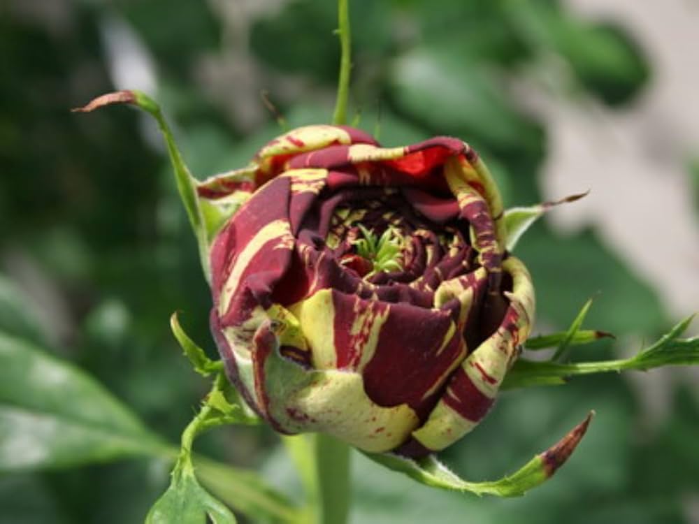 osiria rose flower seeds