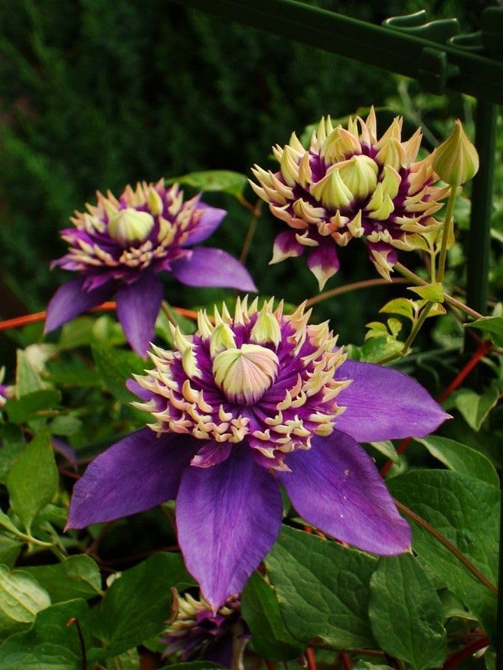 climbing clematis flower seeds