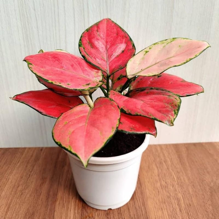 Aglaonema røde blomsterfrø til plantning - 100 stk