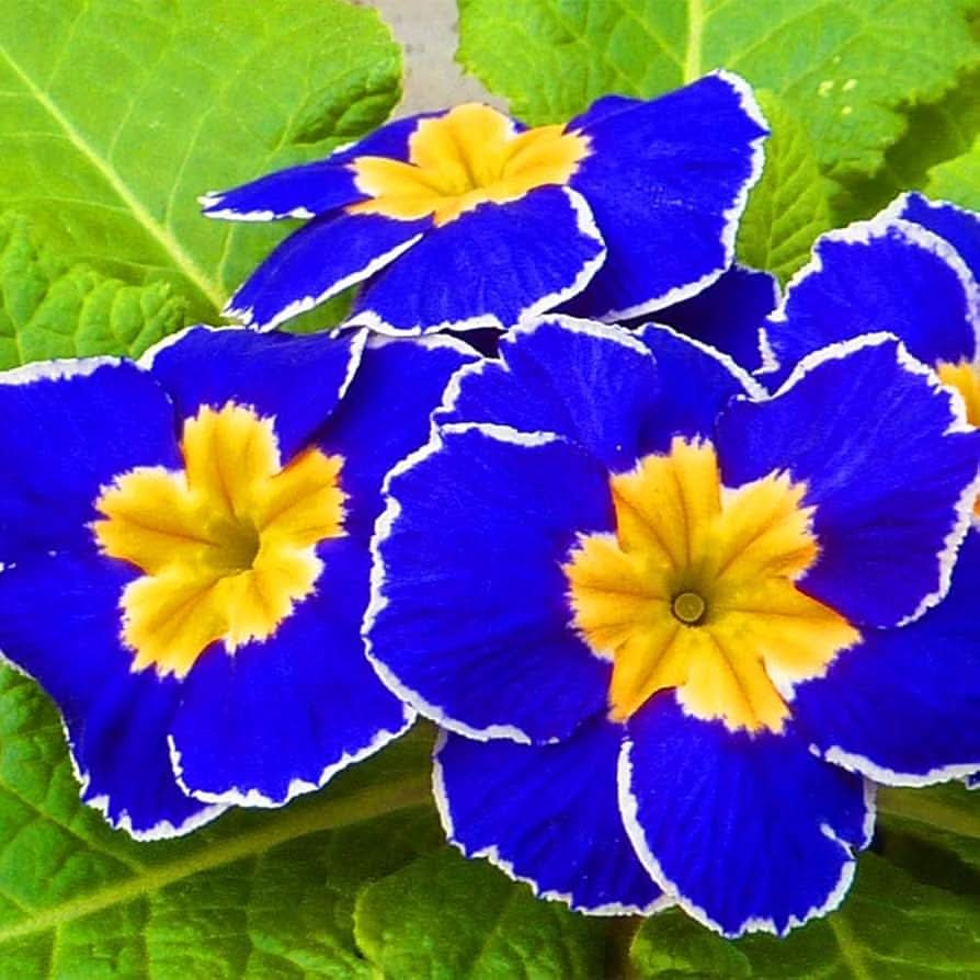 blue evening flower seeds