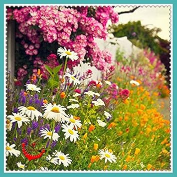 mixed ornamental flower seeds