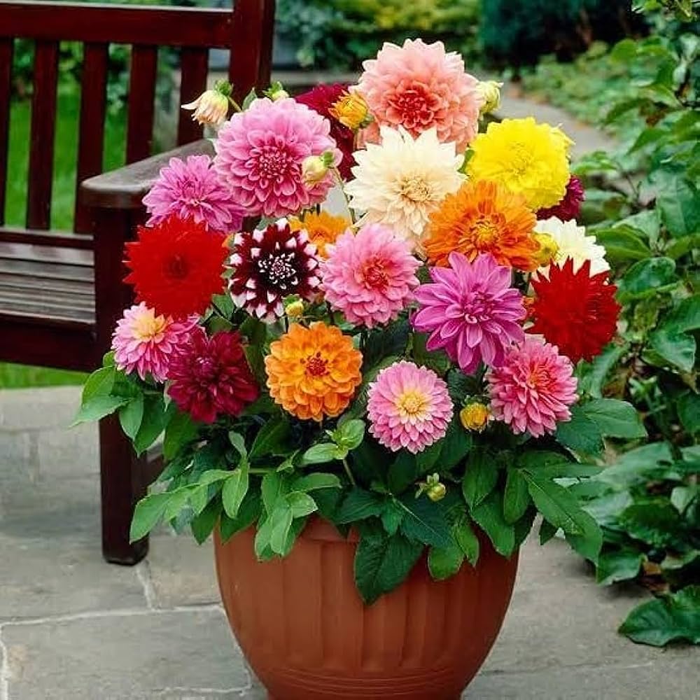 Mixed Dahlia Flower Seeds for Planting - 100 pcs