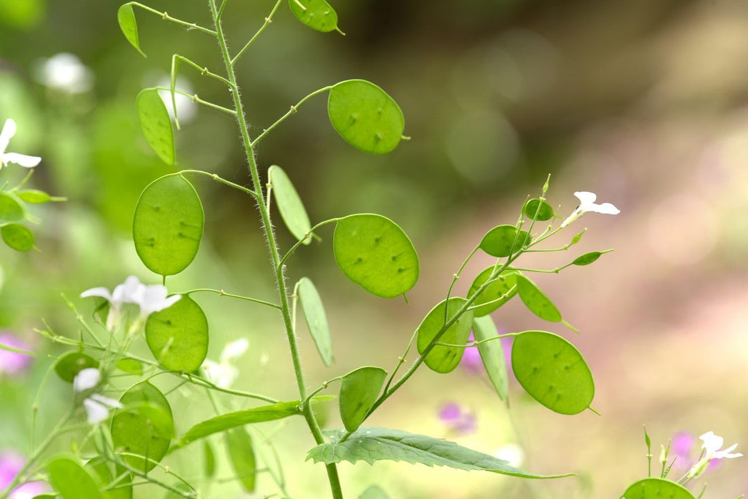 lunaria plant flower seeds