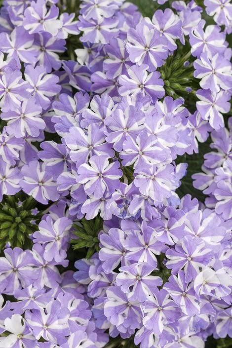 Lavender White Verbena Flower Seeds – Heirloom Non-GMO High Germination Organic Garden Seeds for Planting