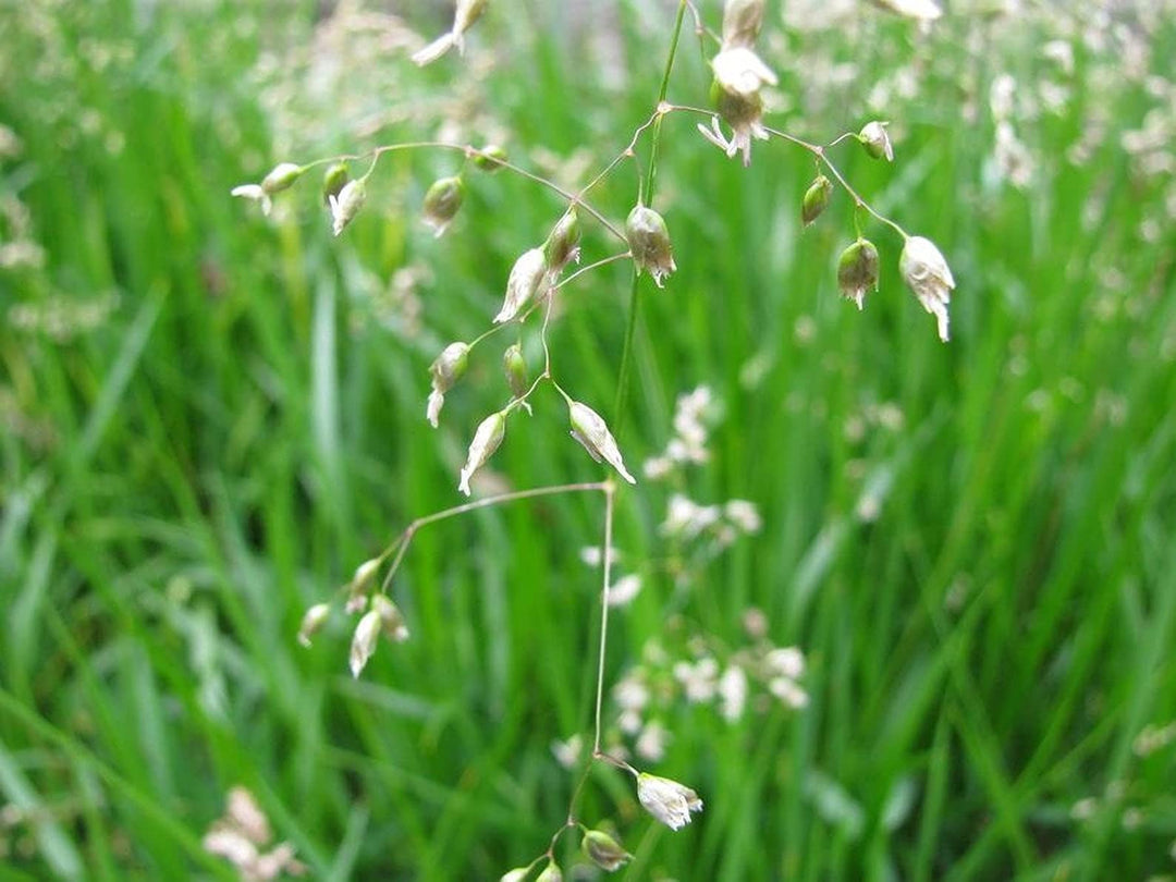 hierochloe odorata flower seeds