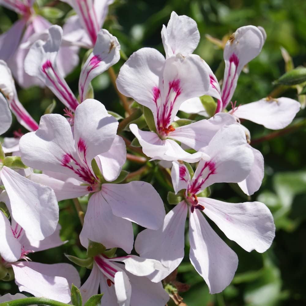purple white flower seeds