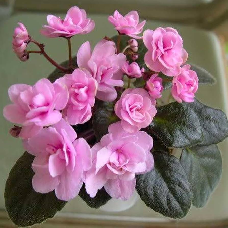 pink violet flower seeds
