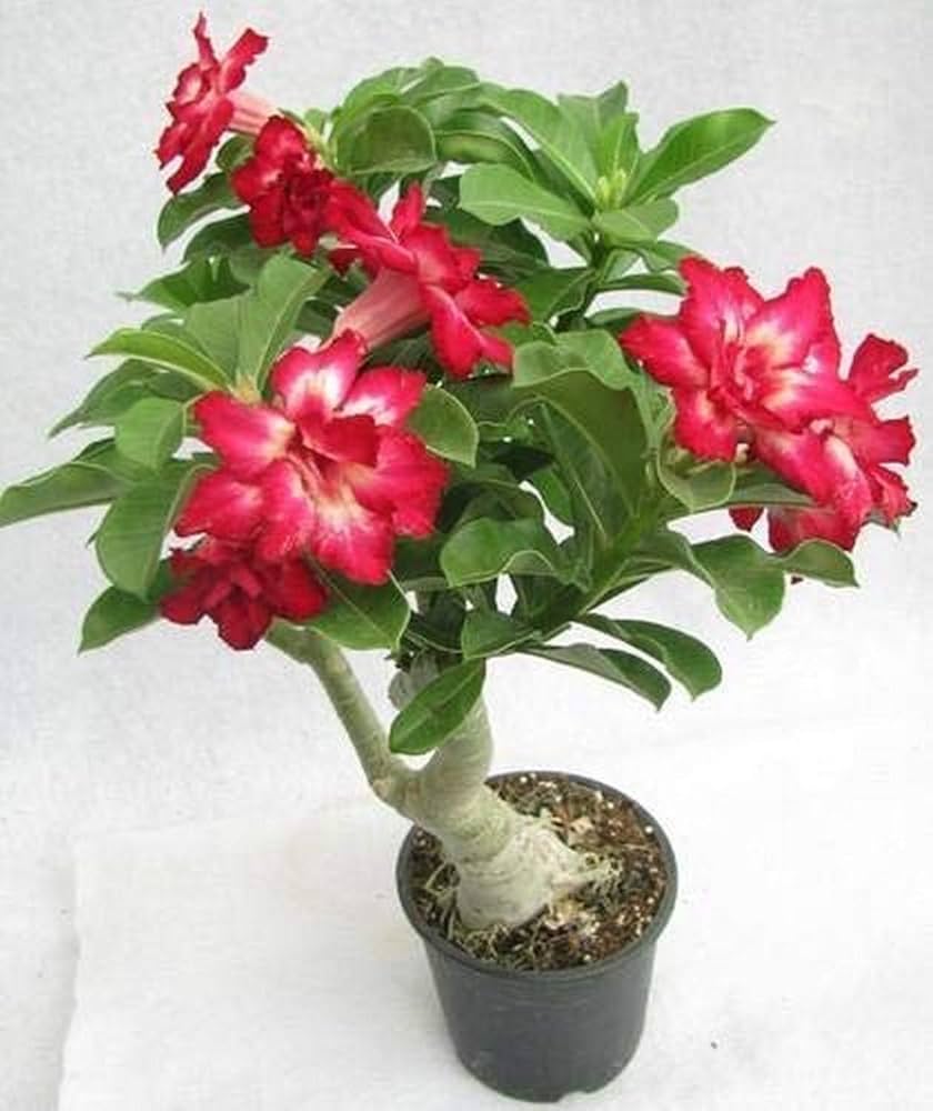spring bonsai flower seeds