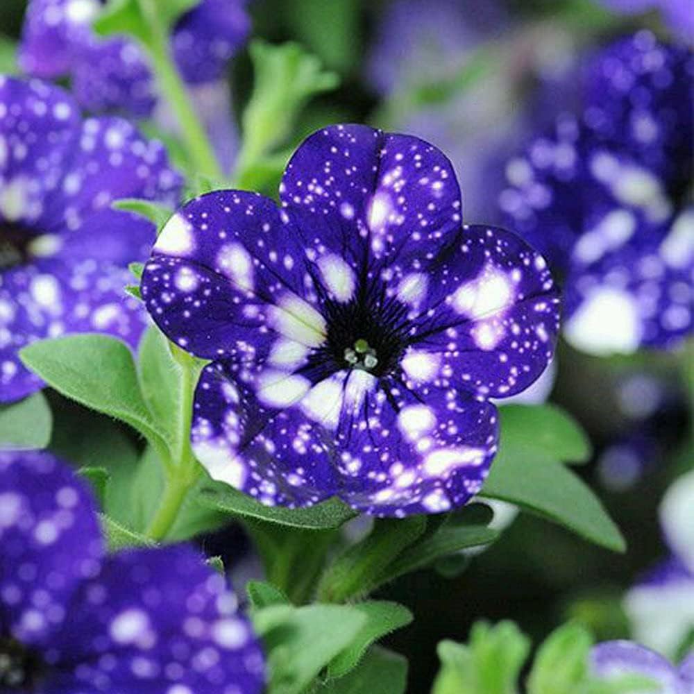blue white flower seeds