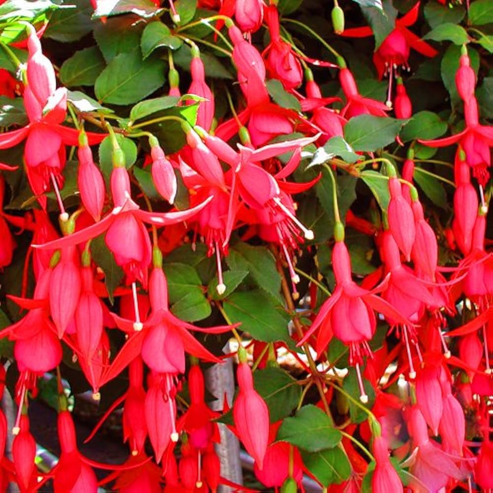 Friske Fuchsia blomsterfrø til udplantning, rødgrønne 100 stk