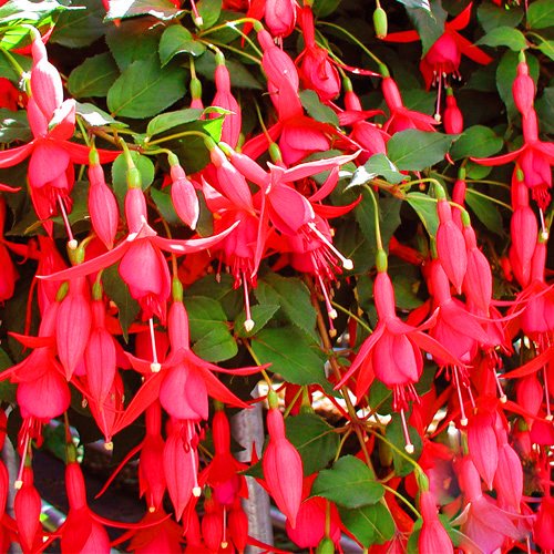 Mørkerøde Fuchsia blomsterfrø til plantning 100 stk