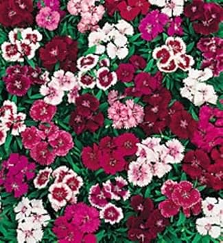 wee willie flower seeds