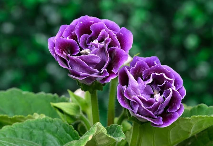 Purple Gloxinia Flower Seeds - 100 pcs