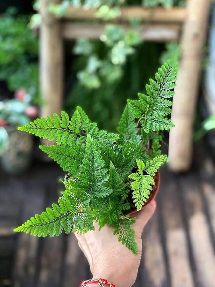 Fern Green Plant Seeds for Planting - 100 pcs