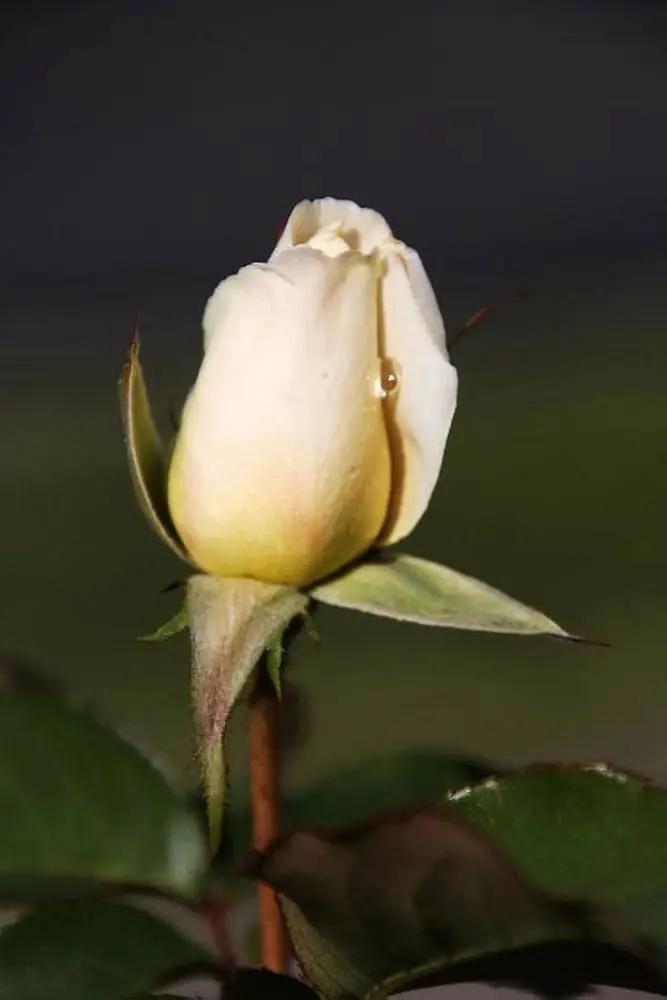 cream dragon flower seeds