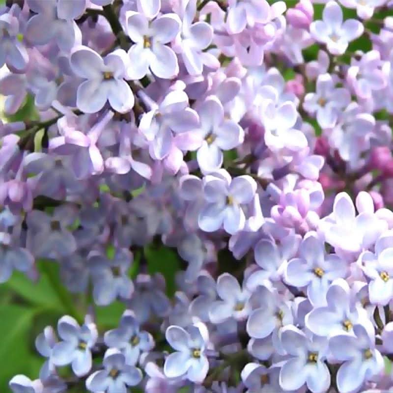 early korean flower seeds