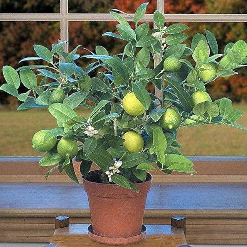 lime dwarf flower seeds