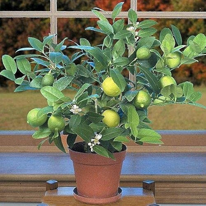 Lime Dwarf Tree For Planting Citrus Aurantiifolia For Home Gardens And Ornamental Landscapes Flower