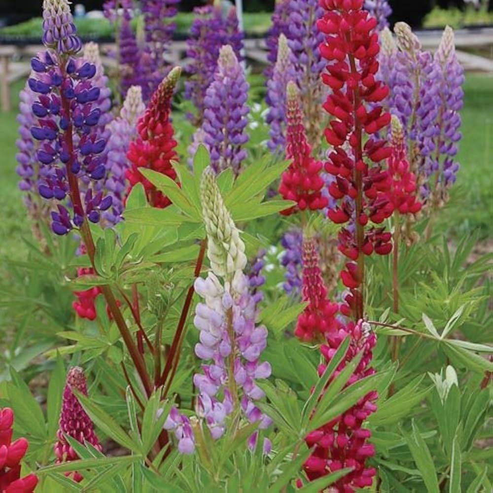 rainbow lupine flower seeds