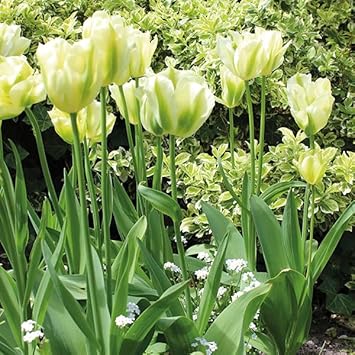 Flower Seeds, Seeds for Planting, Plant Seeds