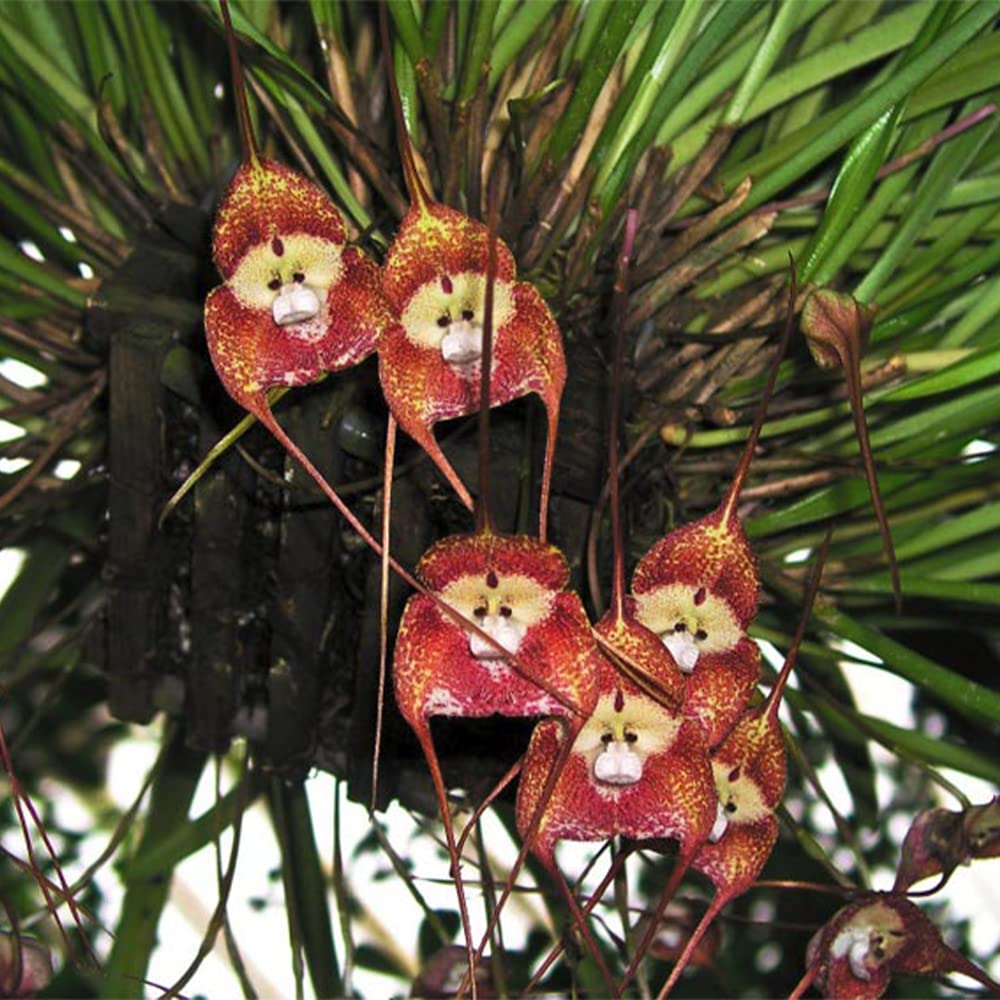 monkey face flower seeds