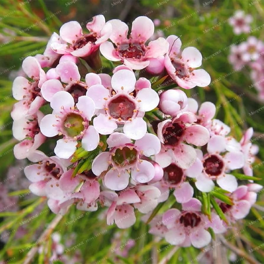 mischfarbe geraldton flower seeds
