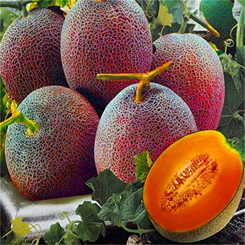 Melon Lesya Seeds for Flavorful and Unique Fruit Varieties  100 pcs