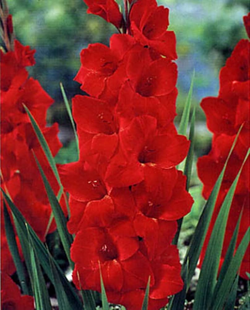 Organic Heirloom Gladiolus Flower Seeds for Planting – Red Variety Non-GMO High Germination Tall Blooms